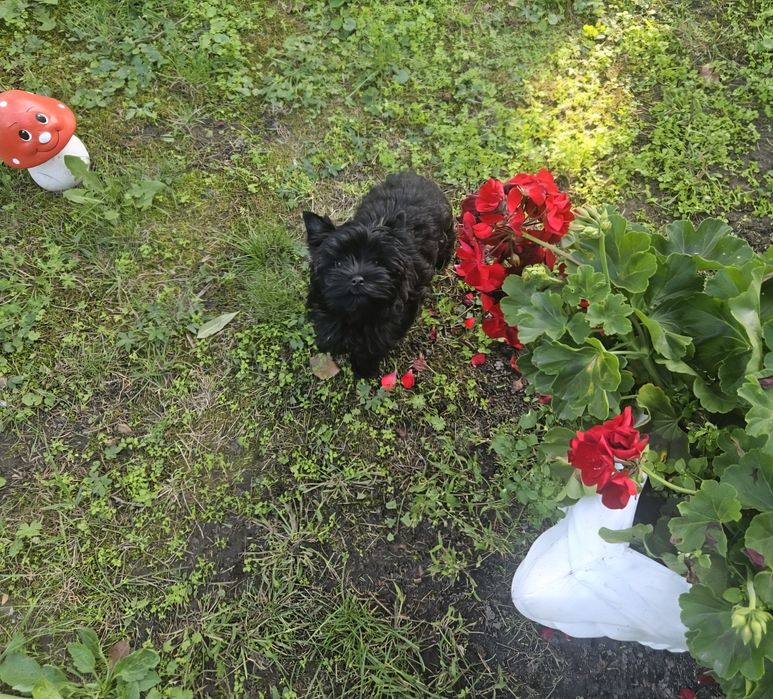 Piesek Yorkshire Terrier badania DNA
