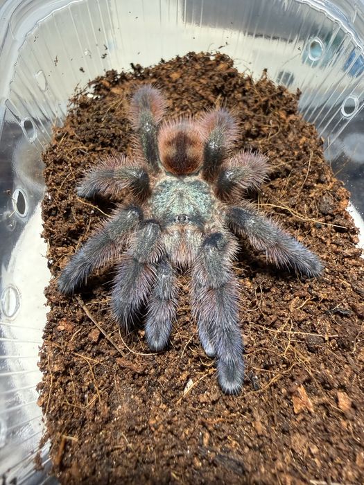 Caribena versicolor samica 2,5dc