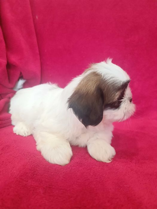 Хлопчики та дівчатка ши тцу, документи КСУ (FCI)