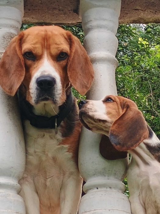 Beagle szczeniak, suczka, piesek