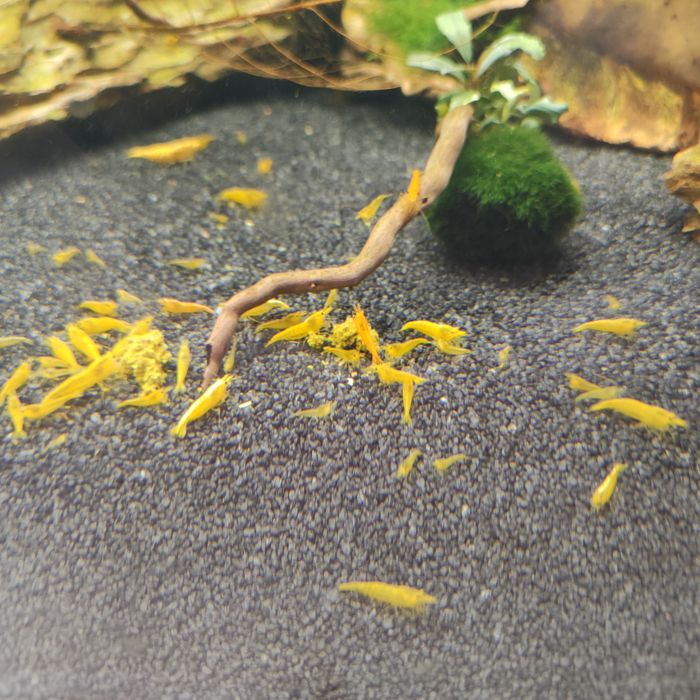 Krewetki yellow neocaridina