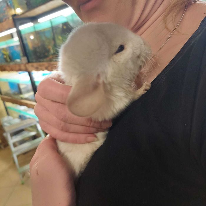 Piękne młode szynszyle