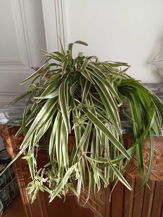 Chlorophytum ou Planta Aranha