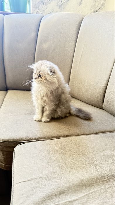 Продам скотиш фолд