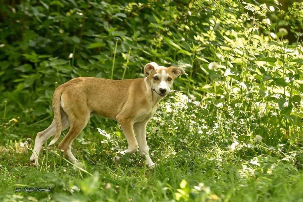 Szczeniak do adopcji!