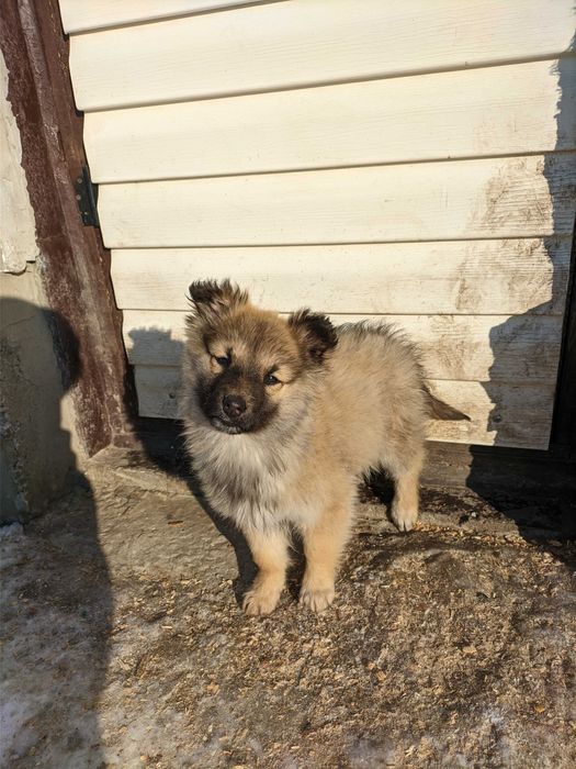 Щенок.  Мальчик. Отдам бесплатно в хорошие руки