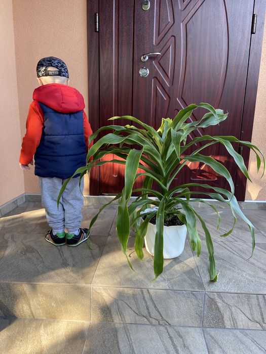 великий вазон дерево рослина