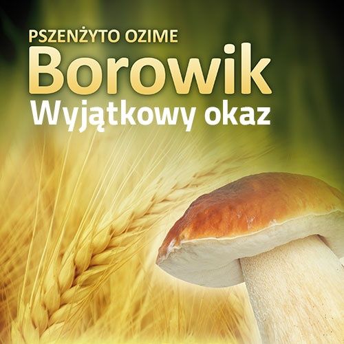 Pszenżyto ozime odmiana Borowik