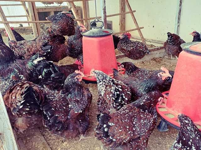 Інкубаційне яйце птиці різних порід Суссекс - колумбія,фарфор,лаванда.