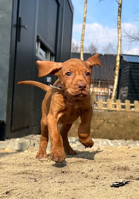 Szczenie, wyżeł węgierski, vizsla