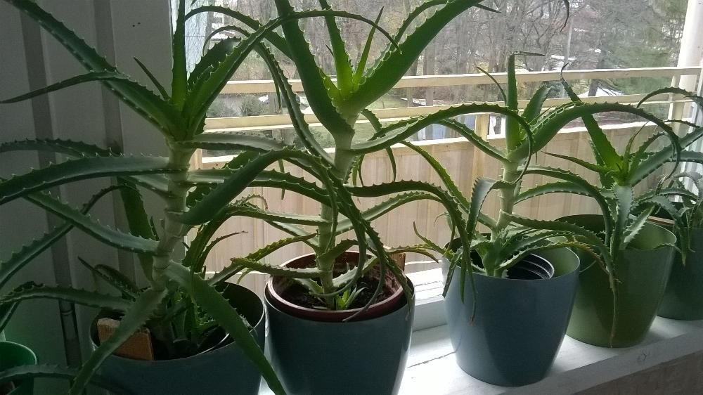 Aloes leczniczy drzewiasty,  50 zł