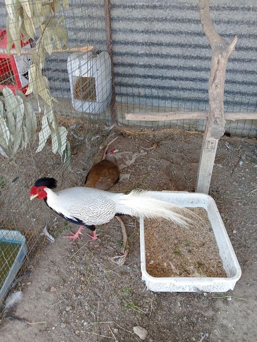 Ovos férteis de várias raças