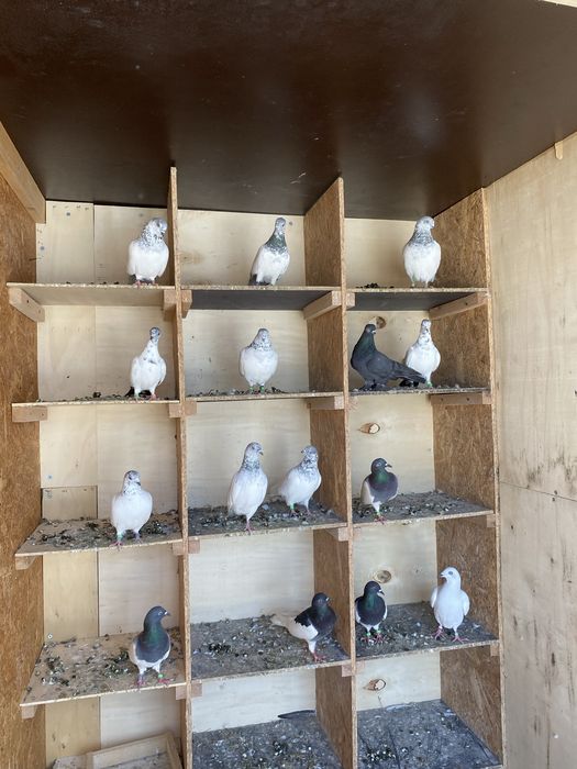 Gołębie budapeszty murzyny