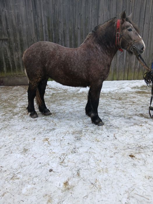 KlaczeZrebice zimnokrwiste