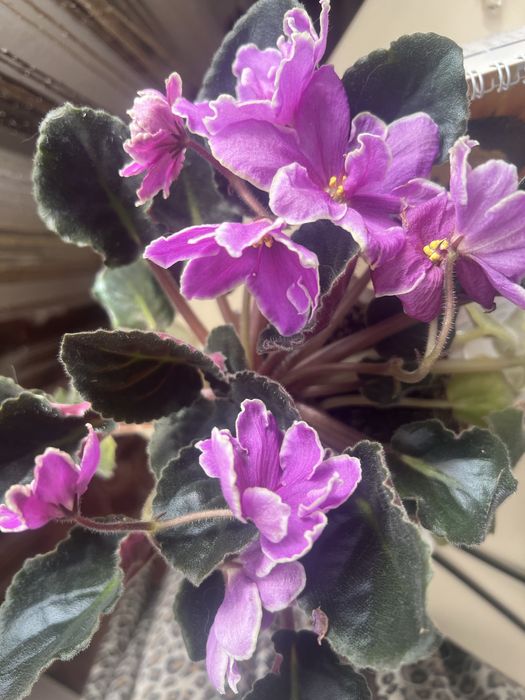 Кімнатна краса для душі