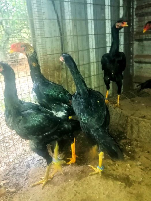 Galgos/Galinhas Raça Pura Shamo