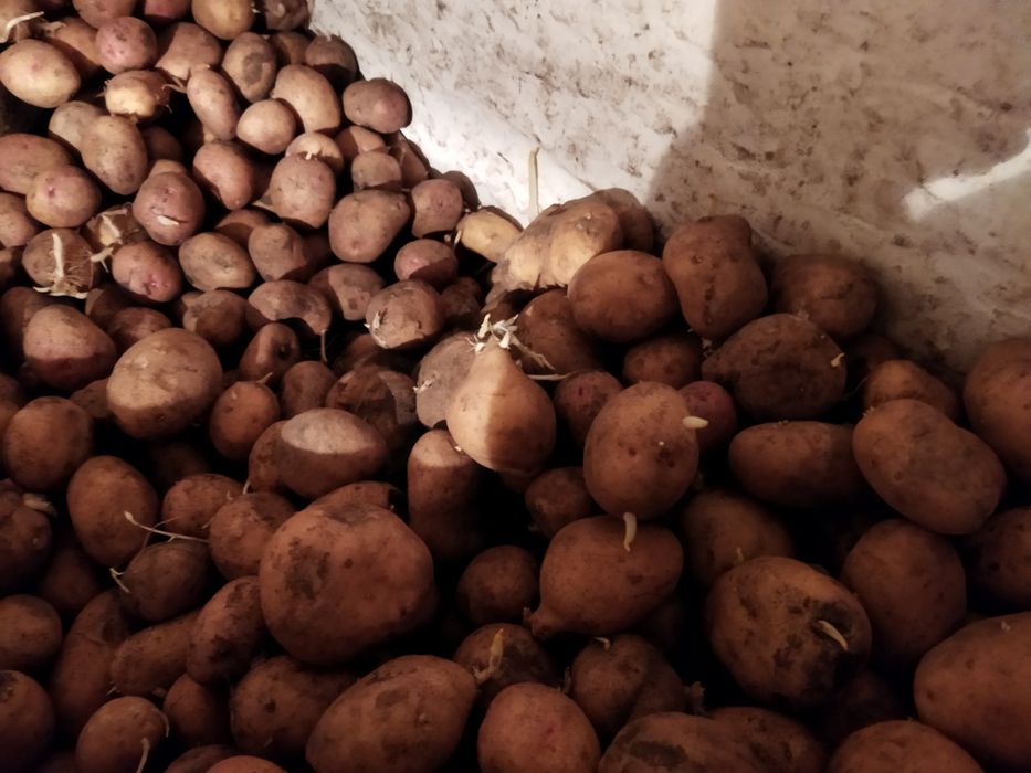 Продам домашню картошку без гмо