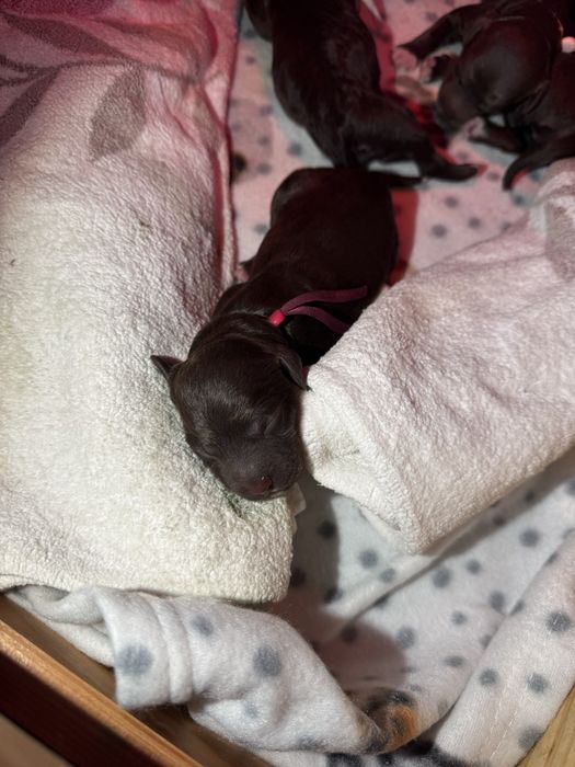 Lagotto Romagnolo FCI piesek czekoladowy ZKwP