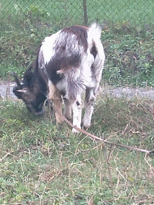 Козлик на злучку 12 міс   покривав 3х коз