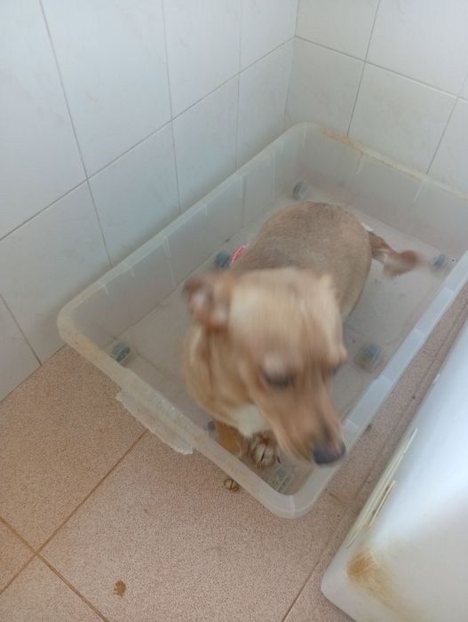 Adoção de animais