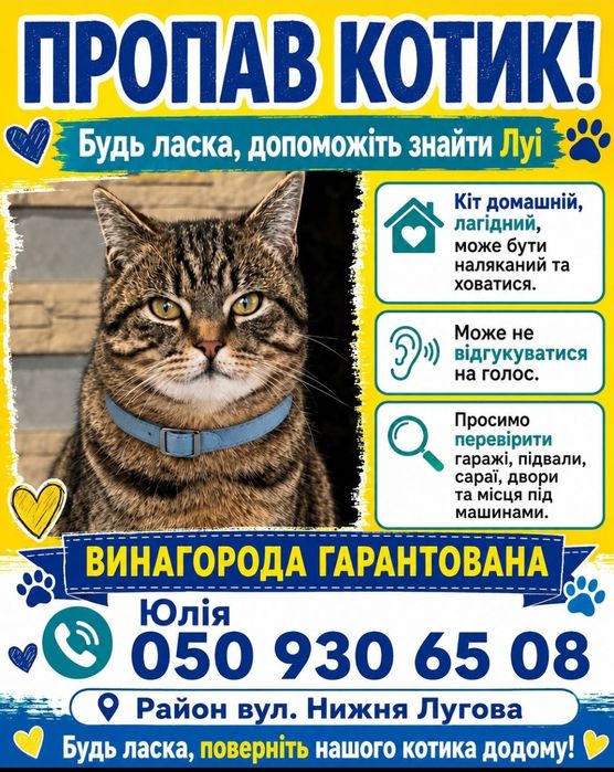 Загубився котик Луї