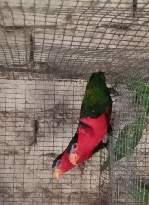 Psitacideos diversos