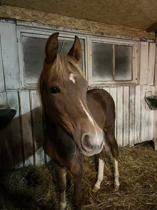 Wałach Czystej Krwi Arabskiej