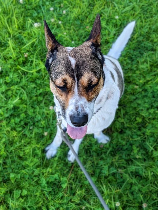 Cão Rafeiro super meigo para adoção responsável