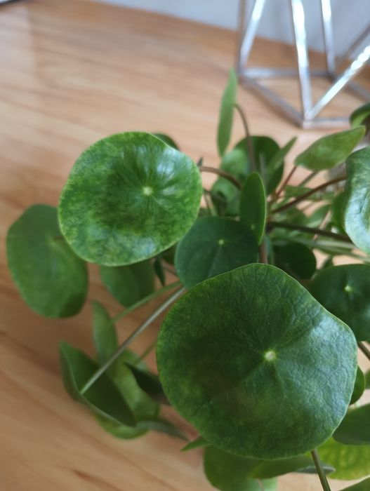 Pilea peperomioides mojito pieniążek variegata