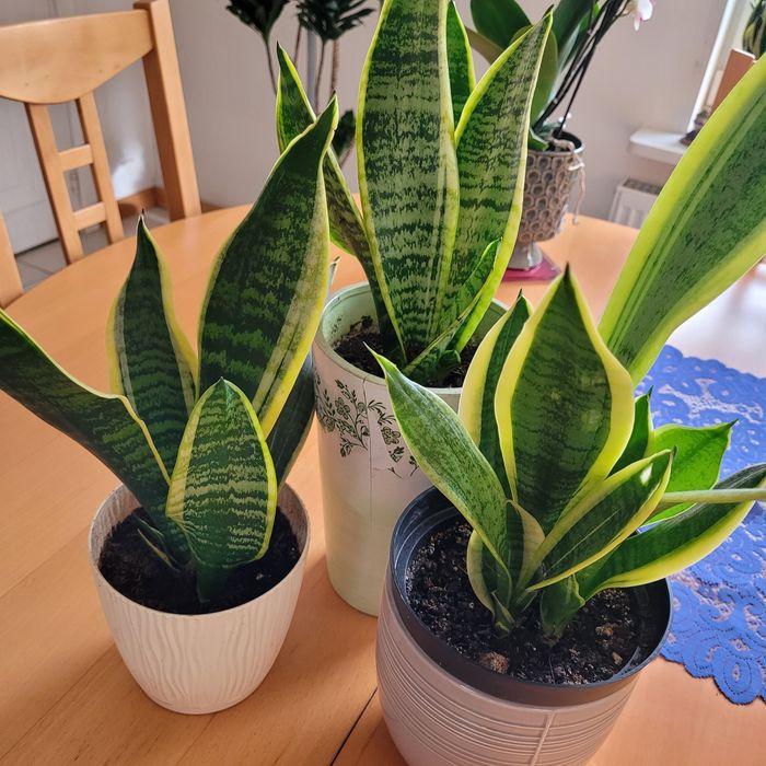 Kwiaty  sensavieria ,trzykrotka i inne