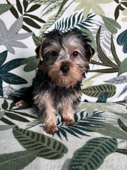 York, Yorkshire Terrier