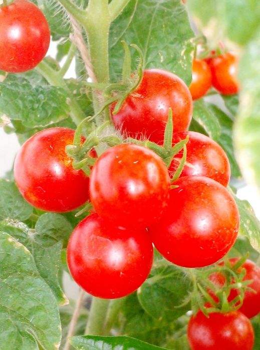 Карликовый томат Мини Белл . Семена .