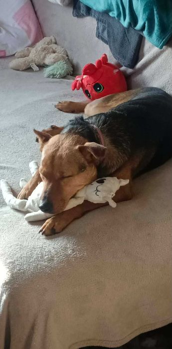 Scooby cudowny młody psiaczek poleca się adopcji