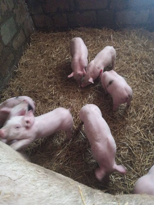 поросята  петрен