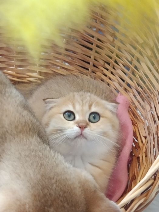 Чекаємо своїх мамочок