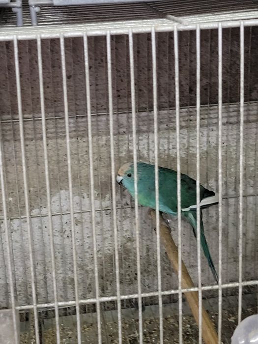 Aves para cedência