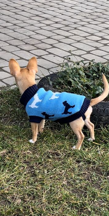 Куртка,комбінзон та светрик для цуценят малих порід та лоток