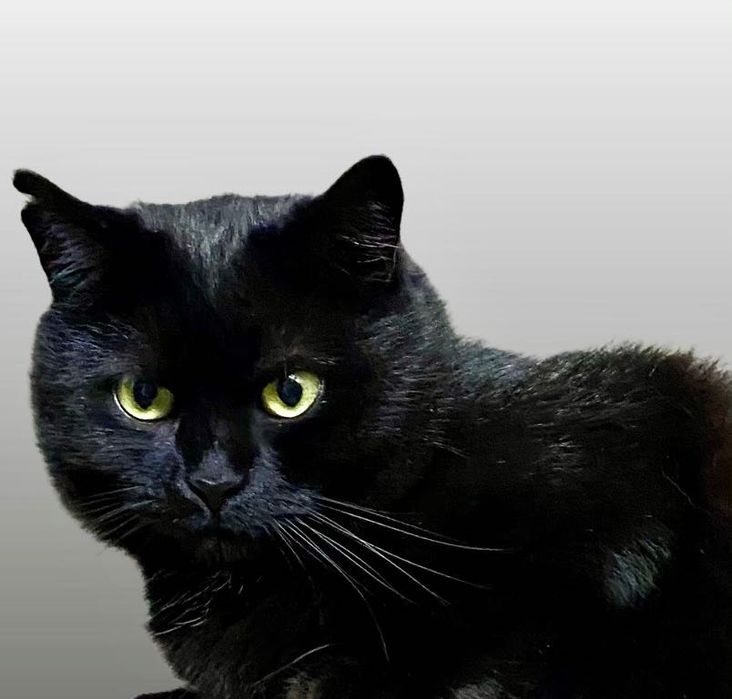 Марсела, витончена красуня, шукає свою родину!