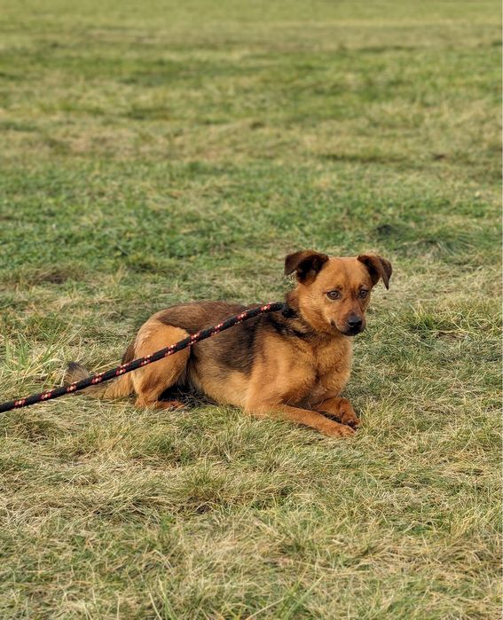 Mała, filigranowa, ruda suczka czeka na cierpliwy dom- adoptuj