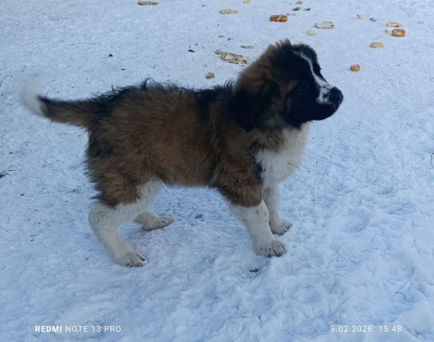 Szczenię suczka Bernardyn