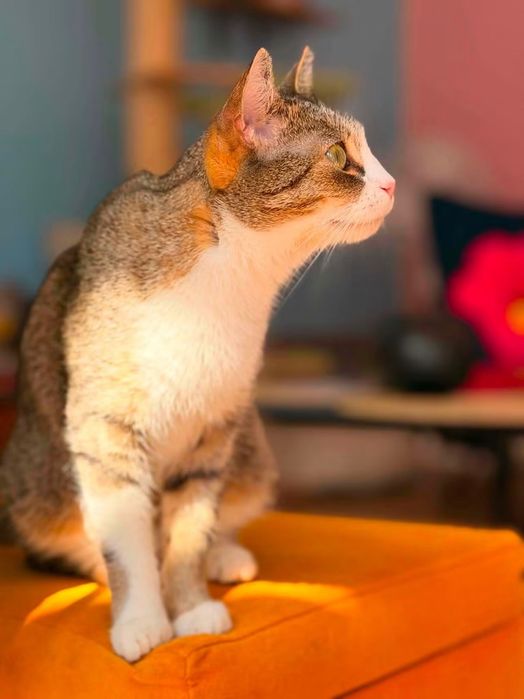 Muffinka urocza kotka do adopcji