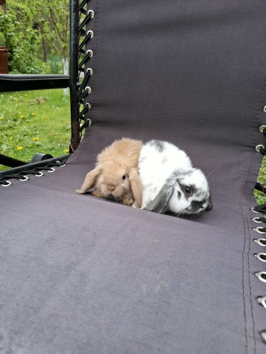 Sprzedam króliczki miniaturki baranki mini lop