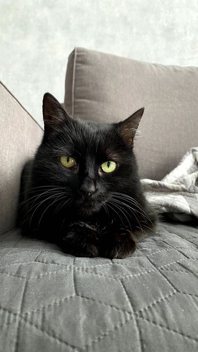 Киця у добрі руки