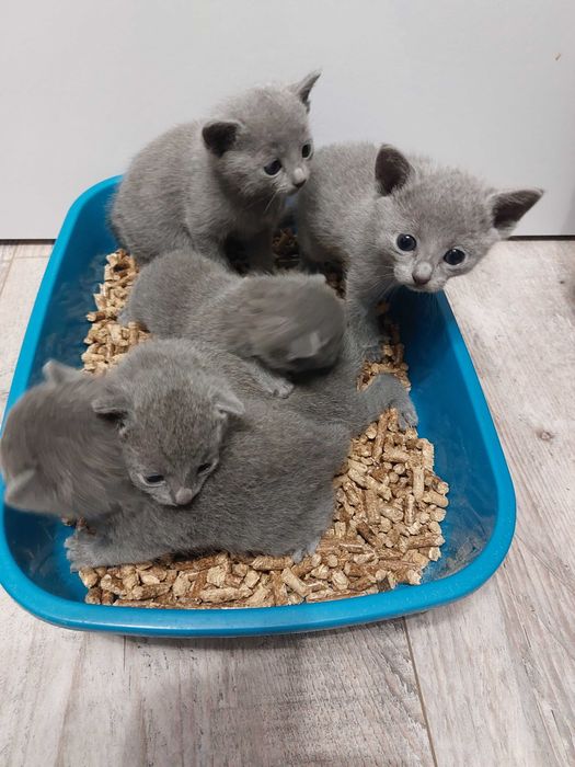 Kociak rosyjski niebieski z Rodowodem World Cat Federation