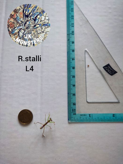 Modliszka Rhombodera stalli+gratisy