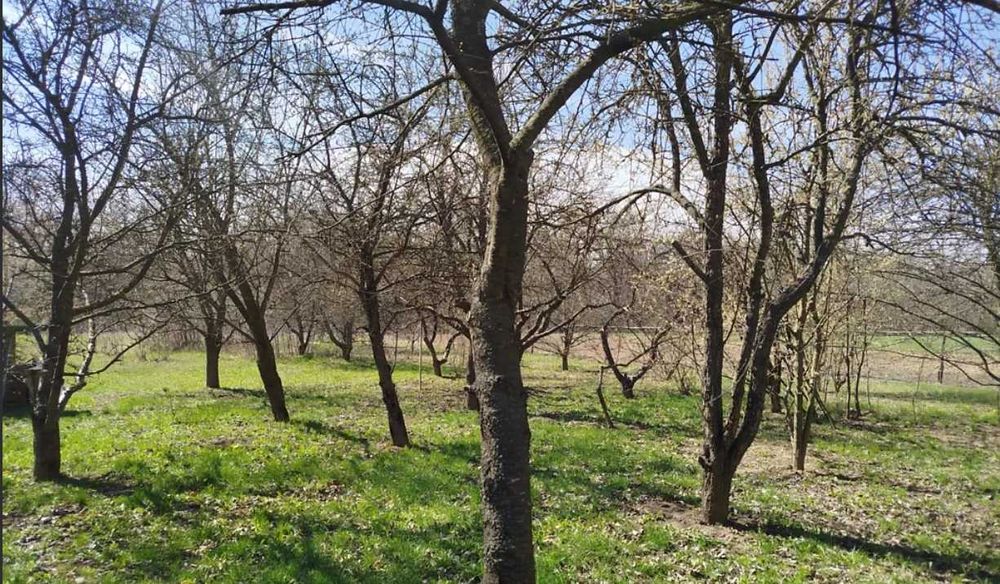 (8) Продам будинок в с. Сокиринці 9726