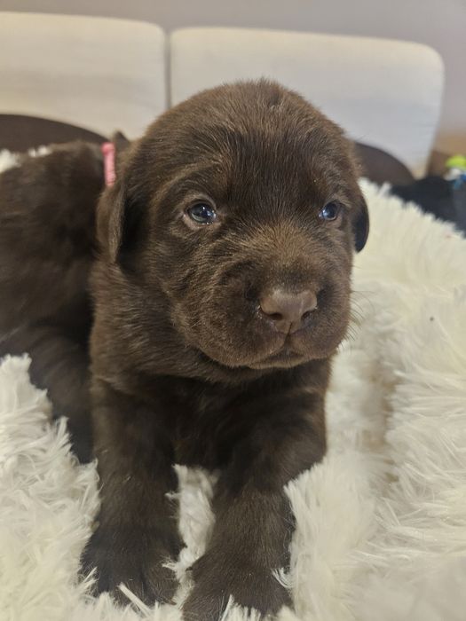 Szczeniaki Labrador Retriver
