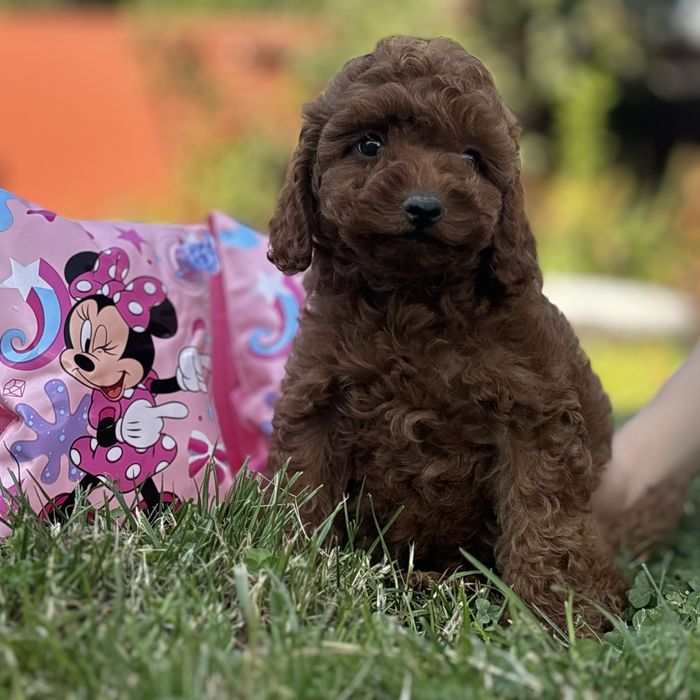 Red Braun хлопчики шоу классу