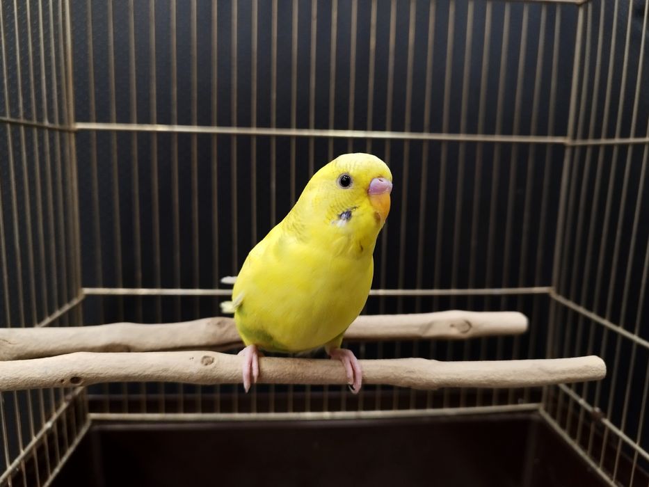 Papuga Falista MASSON