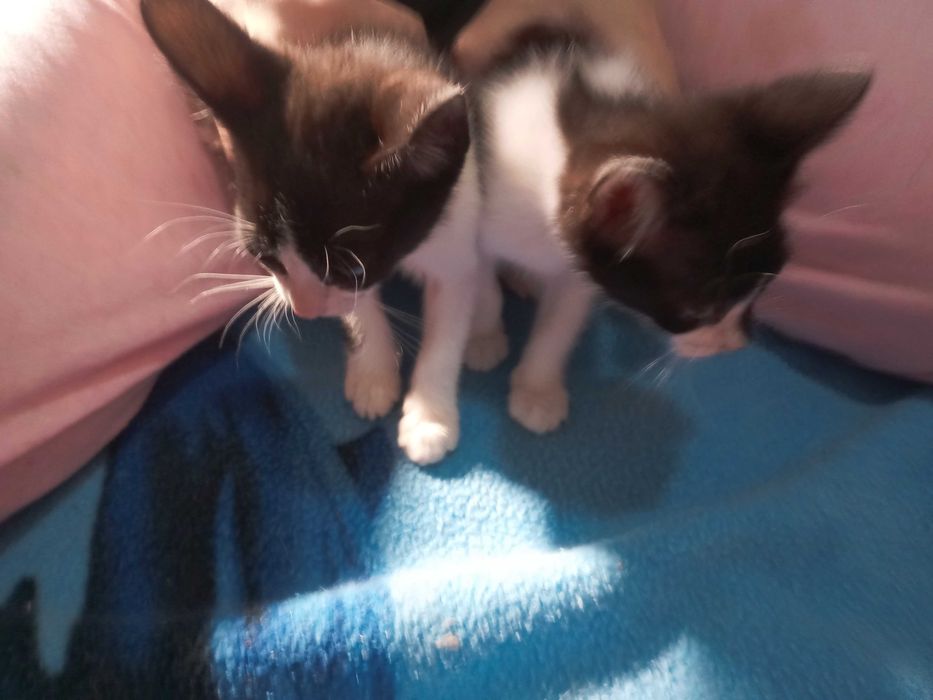 Gatinhas para adopção responsável